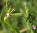 Silene noctiflora (Nat-limurt)