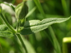Silene noctiflora (Nat-limurt)