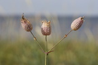 Silene uniflora (Strand-limurt)