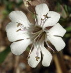 Silene uniflora (Strand-limurt)