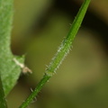 Sinapis arvensis (Ager-sennep)
