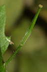 Sinapis arvensis (Ager-sennep)