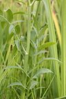 Sium latifolium (Bredbladet Mærke)