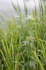 Sium latifolium (Bredbladet Mærke)