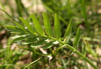 Sium latifolium (Bredbladet mærke)