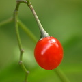 Solanum dulcamara var. dulcamara (Bittersød natskygge)