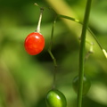 Solanum dulcamara var. dulcamara (Bittersød natskygge)