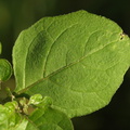 Solanum nigrum (Sort natskygge)