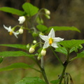 Solanum nigrum (Sort natskygge)