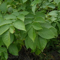 Solanum tuberosum (Kartoffel)