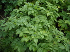 Solanum tuberosum (Kartoffel)