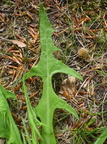 Sonchus palustris (Kær-svinemælk)