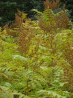 Sorbaria sorbifolia (Almindelig Tusindtop)