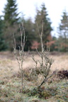 Sorbus aucuparia (Almindelig Røn)