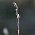 Sorbus aucuparia (Almindelig Røn)