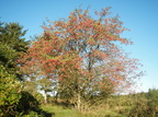 Sorbus aucuparia (Almindelig røn)