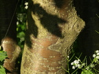 Sorbus intermedia (Selje-røn)