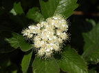 Sorbus mougeotii (Pyrenæisk røn)