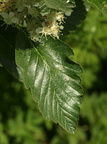 Sorbus mougeotii (Pyrenæisk røn)