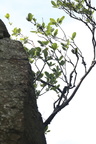 Sorbus rupicola (Klippe-Røn)