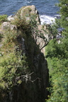 Sorbus rupicola (Klippe-Røn)