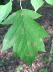 Sorbus torminalis (Tarmvrid-røn)