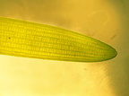 Sparganium natans (Spæd Pindsvineknop)