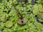 Spirodela polyrhiza (Stor Andemad)