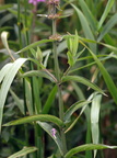 Stachys palustris (Kær-galtetand)