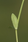 Stellaria alsine (Sump-Fladstjerne)