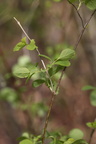 Symphoricarpos albus (Almindelig Snebær)