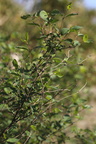 Symphoricarpos albus (Almindelig Snebær)