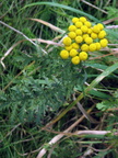 Tanacetum vulgare (Rejnfan)