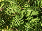 Tanacetum vulgare (Rejnfan)