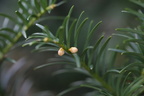 Taxus baccata (Taks)