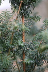 Taxus baccata (Taks)