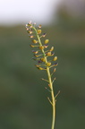 Teesdalia nudicaulis (Flipkrave)