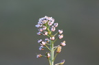 Teesdalia nudicaulis (Flipkrave)