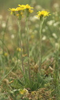 Tephroseris integrifolia (Bakke-Fnokurt)