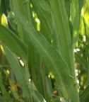 Tephroseris palustris (Kær-Fnokurt)