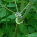 Thalictrum aquilegiifolium (Akeleje-frøstjerne)