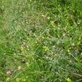 Thalictrum minus ssp. arenarium (Sand-frøstjerne)