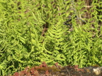 Thelypteris palustris (Kær-mangeløv, Kær-dunbregne)