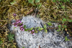 Thymus pulegioides (Bredbladet Timian)