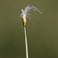 Trichophorum alpinum (Uld-Tuekogleaks)
