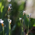 Trichophorum alpinum (Uld-Tuekogleaks)