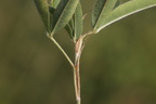 Trifolium alpestre (Skov-Kløver)