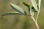 Trifolium alpestre (Skov-Kløver)