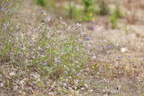 Trifolium arvense (Hare-Kløver)