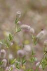 Trifolium arvense (Hare-Kløver)
